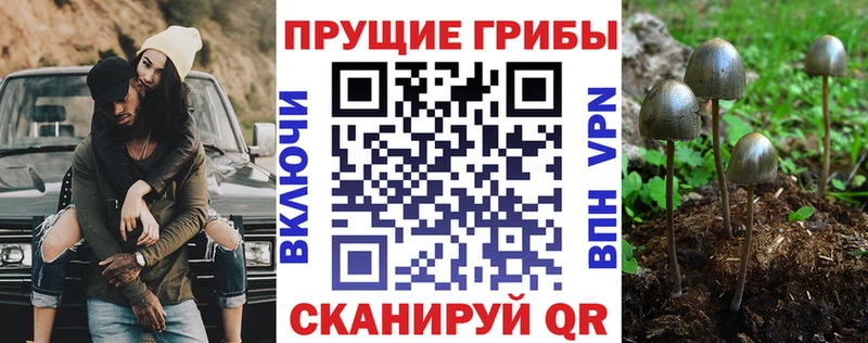 Галлюциногенные грибы Cubensis  Купить закладки  Кандалакша 